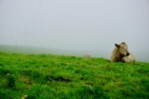 Is Buddhism vegan? Buddhist vegan ethics. Cow sitting in a field.