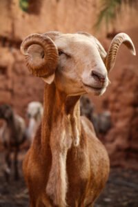 Ahimsa and food — a goat in a field representing Buddhist non-harm principles