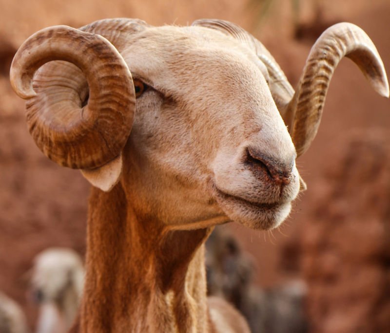 Ahimsa and Food: 5 Powerful Reasons Non-Violence Transforms What We Eat