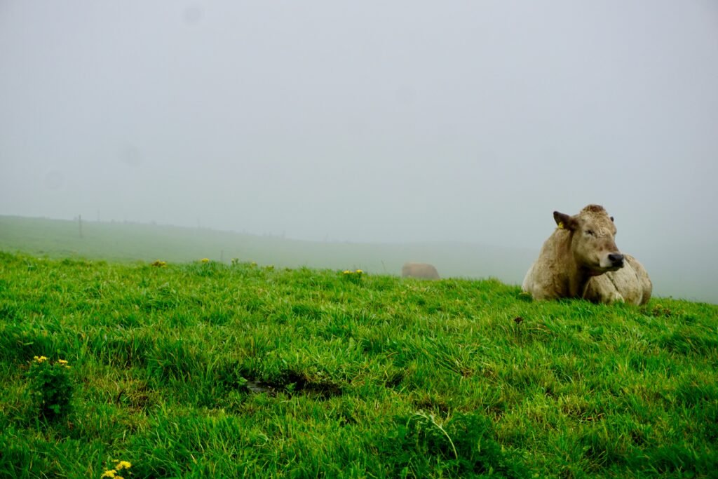 Is Buddhism vegan
